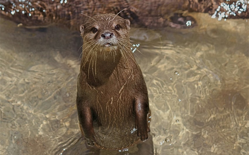 Otters Spread Zoonotic Diseases