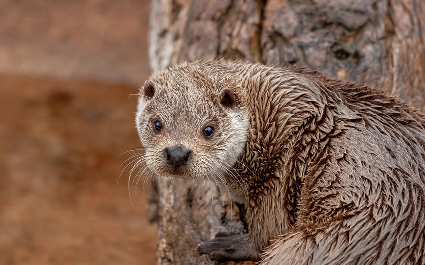 Otters