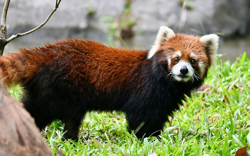 Red Pandas