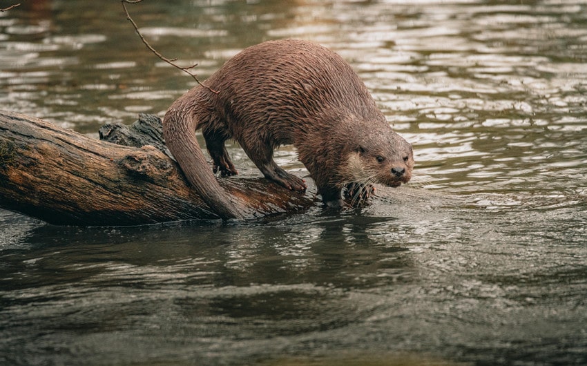 Sea Otters