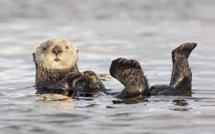 disturbing facts about otters